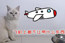 小猫上飞机被拦只因猫薄荷，原来这些东西都不让带上飞机，懂了！