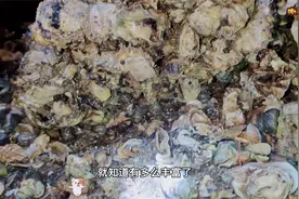 赶海最不能放过的石头缝，里面的海鲜真的多，捡都捡不完视频封面