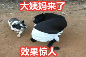 卡斯罗犬来大姨妈，引来猛犬追求者，狗主人给戴生理裤效果喜人