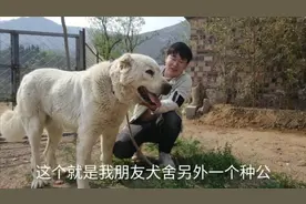 这种犬被喜欢的人称为“上帝送给男人最好的礼物”朋友花18万进口视频封面