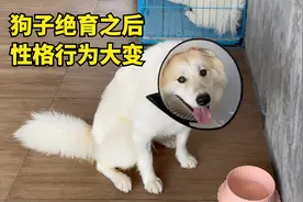 狗子绝育之后，性格行为大变样，憋尿能憋一整天视频封面