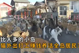 猫比人多的小岛，小猫外出打工赚钱，整个岛居民靠猫养活？视频封面