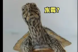 水霉病：龟背甲有白色絮状物一定是水霉吗？看完不再谈霉色变！视频封面