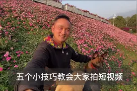 帮宠物狗狗怎么样拍短视频，掌握5个小技巧，也能拍出电影感视频