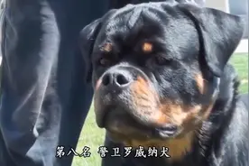 世界启示录：十大恶犬TOP8罗威纳犬视频封面