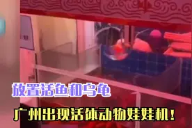 您见过吗？放置活鱼和乌龟，广州出现活体动物娃娃机
