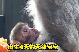 铁娃成长记4：铁娃边吃母乳，边望着妈妈，萌娃望妈的眼神超暖心视频封面