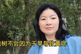 桃树谢花后浇水施肥对于桃树生长是错误理念，怎样浇水更合适呢？视频封面