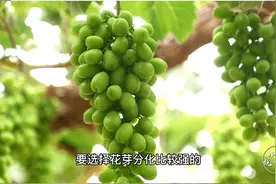 葡萄在家庭种植中遇到的一些问题，该怎么解决呢？小阳有话要说视频封面