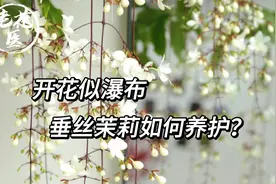 开花似瀑布，惊喜连连不断，垂丝茉莉如何养护？