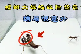 螳螂大战蚂蚁，毒性极强的蚂蚁另螳螂险些丧命，最后结果令人意外视频封面