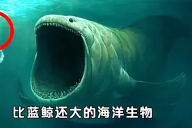 盘点浩瀚海洋里的那些庞然大物 蓝鲸只能排到第二名