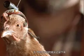 鸡的稳定性究竟有多强？将相机装在鸡头上，神奇的现象发生了！视频封面