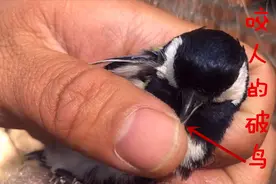 罕见！渔网上居然粘了一只“鸟”咬人真疼啊！你这破鸟快飞走吧