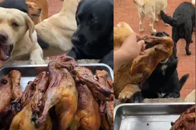 主人给狗狗们发烤鸭，一狗一整只网友慕了：我可以去你家做狗吗？