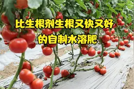 比生根剂生根又快又好的方法，用过的都说好，效果立竿见影视频封面