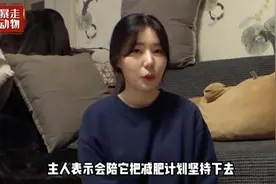 橘猫不爱吃饭却重达30斤，上厕所都费劲，变胖的秘密让主人心疼