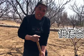 张家口阳原县农村特产，庭院种植供佛杏，大叔讲最高卖过18元视频封面