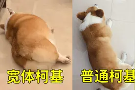 宽体柯基和普通柯基的体型差距究竟有多大？视频封面