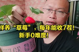 这样养“草莓”，每年能收7茬！新手0难度！视频封面