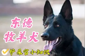 俄罗斯人培育出来的六边形战士犬种，东德牧羊犬了解一下