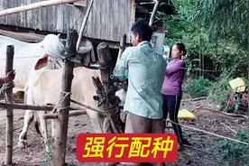 实拍，两男两女强行让母牛配种，镜头记录全过程#动物世界