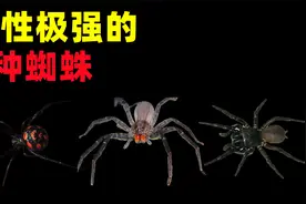 含有剧毒的3种蜘蛛，有你认识的吗？