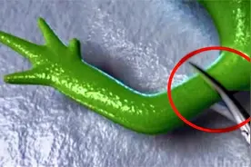 四种生命力顽强的生物，四肢被切还能快速生长，超能力附体？视频封面