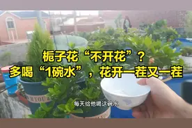 栀子花“不开花”？方法很简单，偏偏很多人不相信视频封面