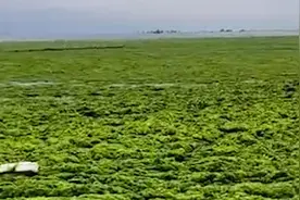 山东青岛遭15年来最大规模浒苔侵袭，已启动二级响应，打捞24万吨