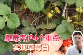 草莓养护4个重点，实现草莓自由视频封面
