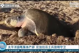 濒危物种红色名录！太平洋丽龟集体产卵，尼加拉瓜派士兵放哨守卫视频封面