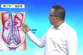 人体解刨学:5.2内脏学之泌尿、生殖与腹膜—输尿管视频封面