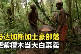 马达加斯加的土豪部落，把紫檀木当大白菜卖，一斤只卖4块钱视频封面