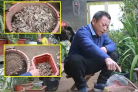 新买的大花蕙兰要换盆，土壤“工作”要做好，服盆快、四季开花视频封面