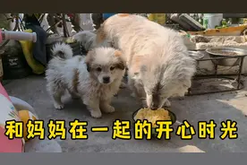 狗妈妈能陪自己的小狗慢慢长大，这应该是小狗最大的福气了吧？视频封面