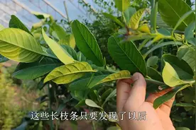 养柠檬秋季别闲着，选对时间“剪几刀”，新枝能开花，来年挂满果视频封面