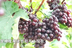 70岁老农手把手教你种葡萄！你学你也会！视频封面