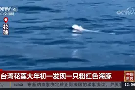 台湾花莲大年初一发现一只粉红色海豚视频封面