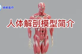 人体解剖模型简介视频封面