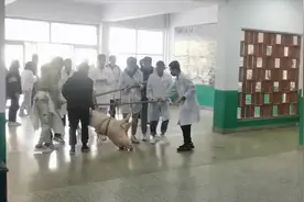 动物医学院学生抬大肥猪做实验 目击同学调侃：起锅烧油加餐视频封面
