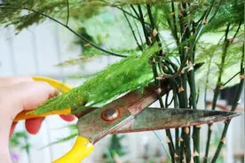 文竹黄叶了，光剪掉可没用，学会这样处理，才能根治