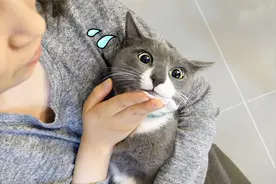 家里的猫猫长黑头了？这年头猫都得用化妆品了 【慧珠和猫】视频封面