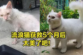流浪猫又脏又臭来院子里求助，5个月后蜕变成一只仙女猫！视频封面