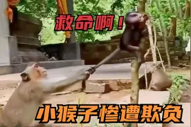 母猴外出，小猴惨遭其他猴子欺负，被拉着尾巴不断拖行，惨不忍睹视频封面