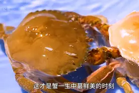 这种螃蟹连壳都能吃，全身没有一处多余视频封面
