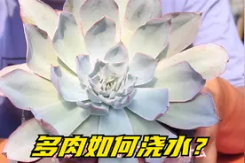 多肉不会浇水？老师傅教你两种方法，轻松判断多肉浇水多少视频封面