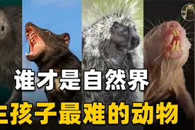 生孩子最难的动物们！全身带刺的豪猪上榜，袋獾一次性生30只幼崽视频封面