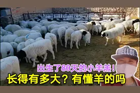 牧区养了80天的羊羔，长得有多大？这速度长得快吗？大家帮忙看看