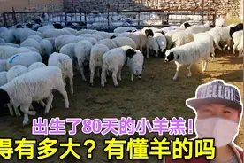 牧区养了80天的羊羔，长得有多大？这速度长得快吗？大家帮忙看看
